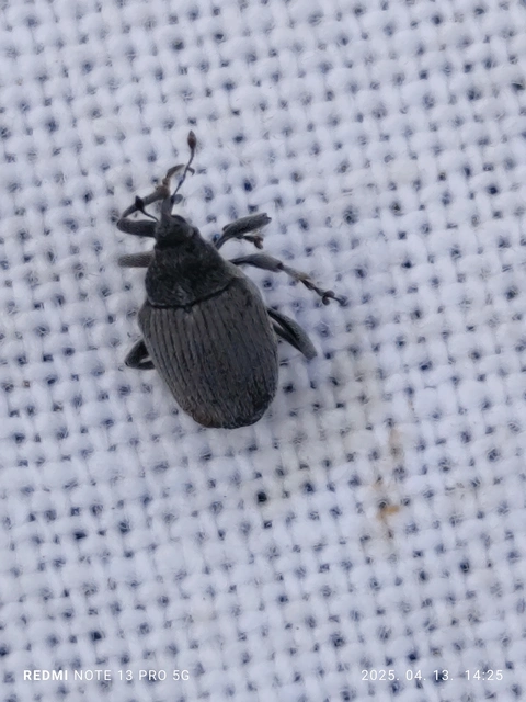 Ceutorhynchus rapae - nagy repcsény-ceutormányos
