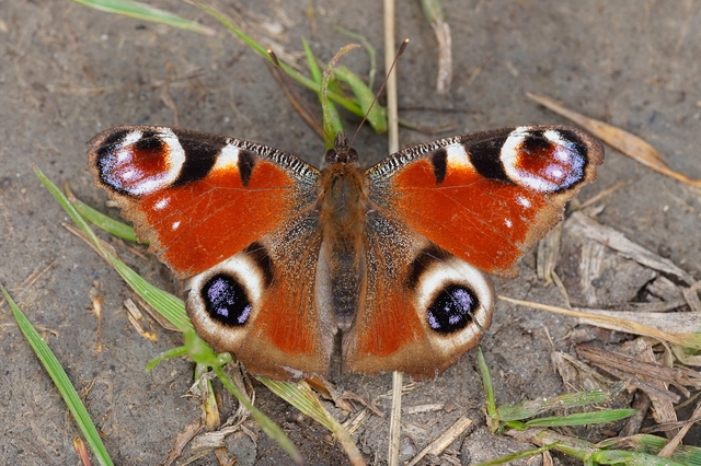 Nymphalis io - nappali pávaszem