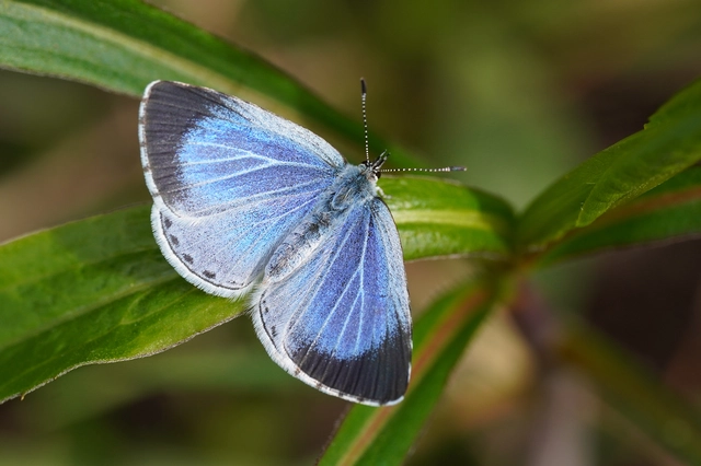 Celastrina argiolus - bengeboglárka