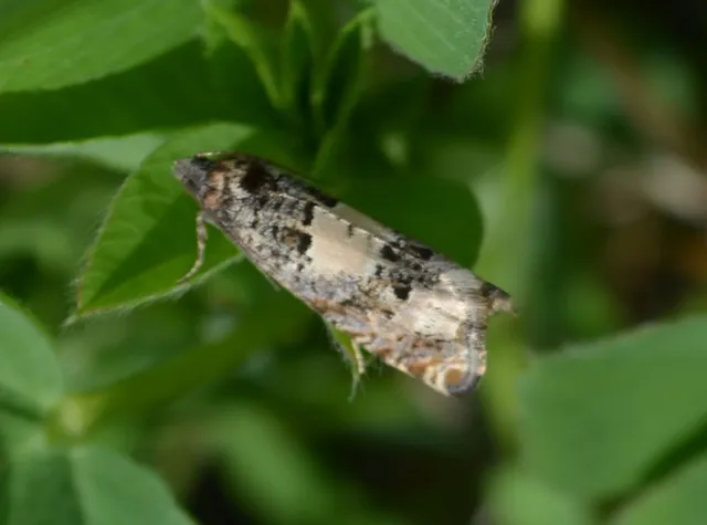 Microlepidoptera - Molylepkék Microlepidoptera - Molylepkék
