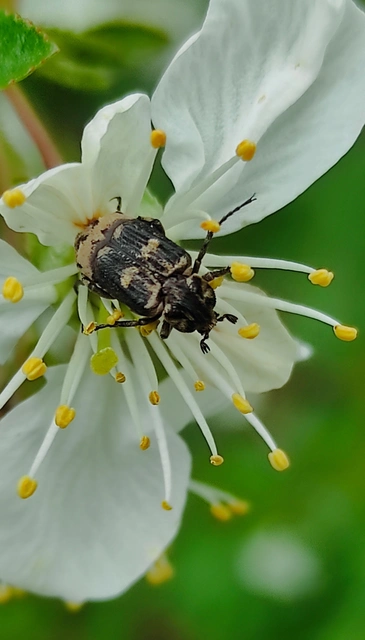Valgus hemipterus - suta virágbogár