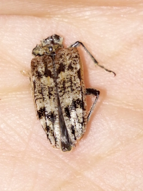 Rhagium inquisitor - fenyves-tövisescincér