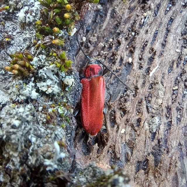 Pyrrhidium sanguineum - tűzpiros facincér