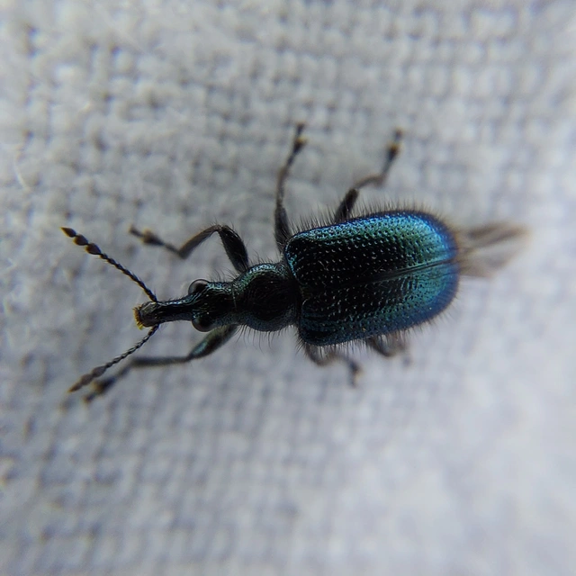 Lasiorhynchites