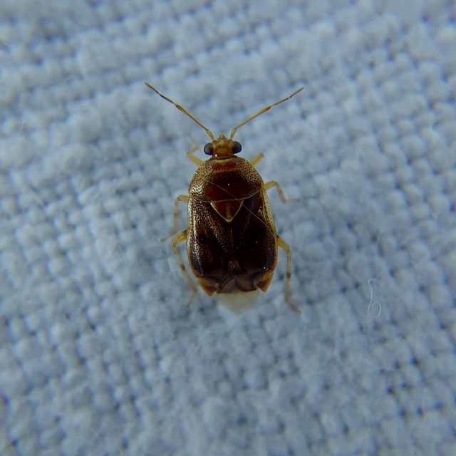 Deraeocoris lutescens - sárgás mezeipoloska Deraeocoris lutescens - sárgás mezeipoloska