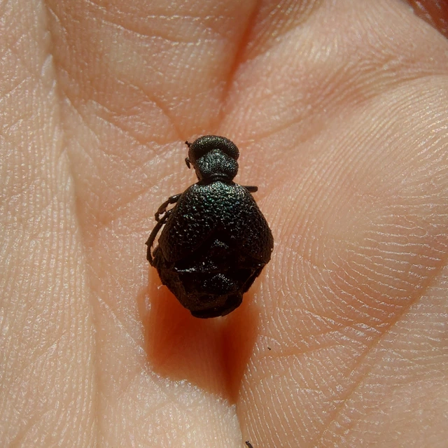Meloe rugosus - ráncos nünüke