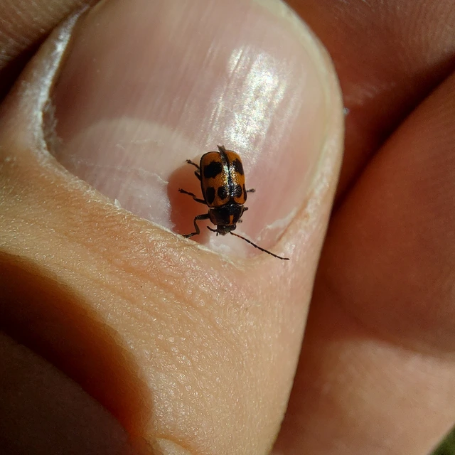 Cryptocephalus sexpunctatus - hatfoltos zömökbogár Cryptocephalus sexpunctatus - hatfoltos zömökbogár