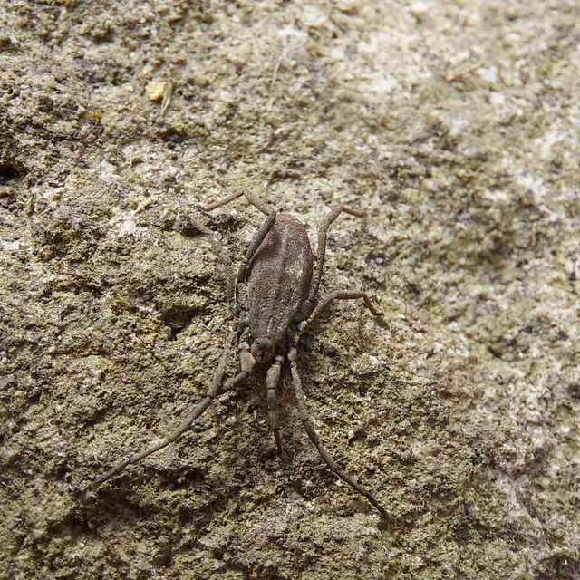 Trogulus