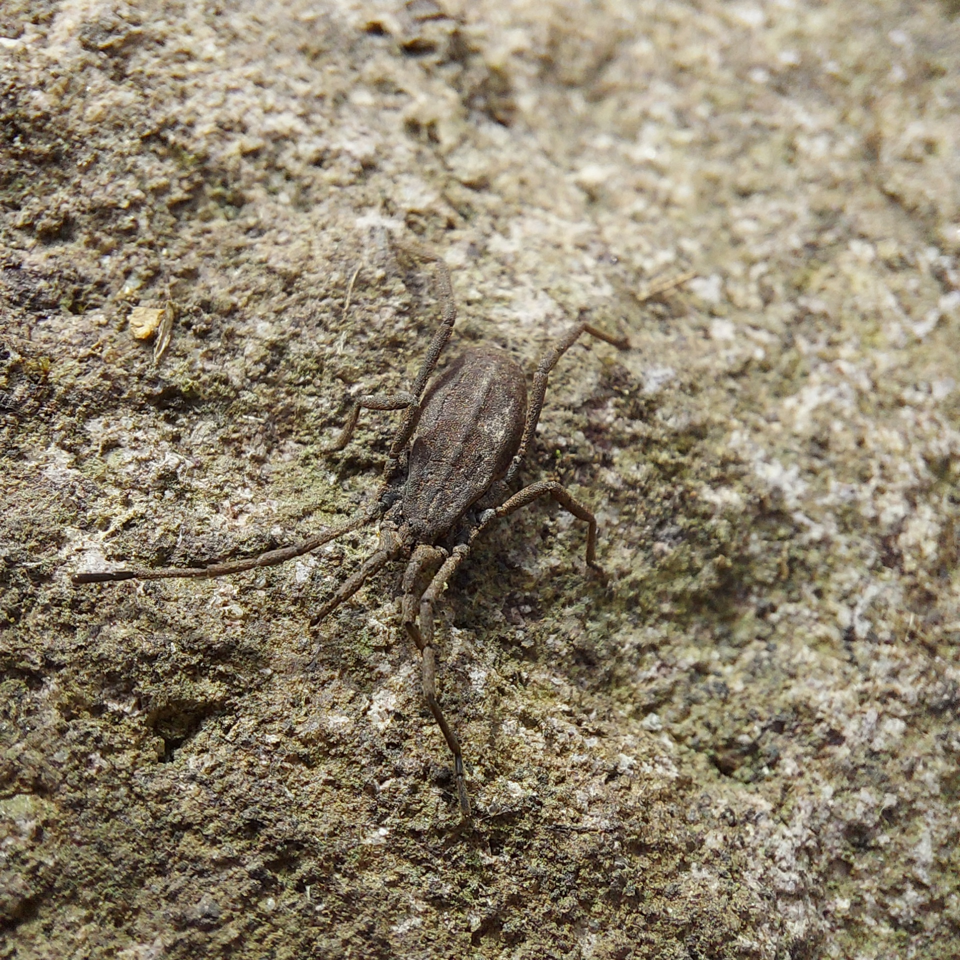Trogulus