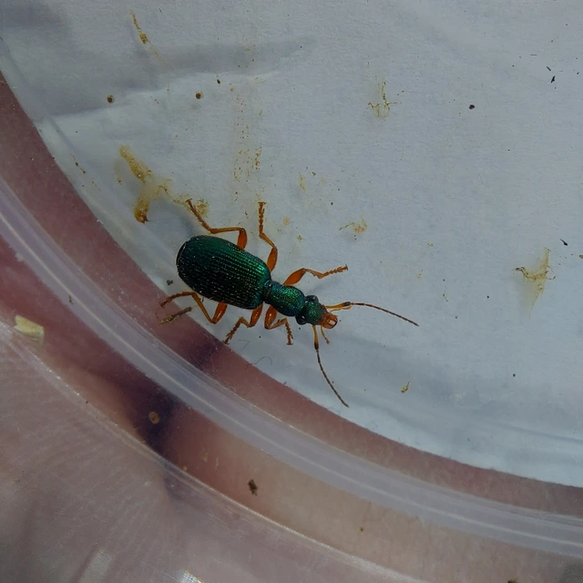 Drypta dentata - atlaszfutó