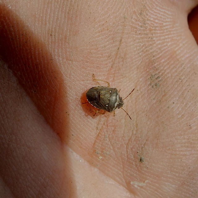 Eysarcoris ventralis - fakó feketefejű-poloska Eysarcoris ventralis - fakó feketefejű-poloska