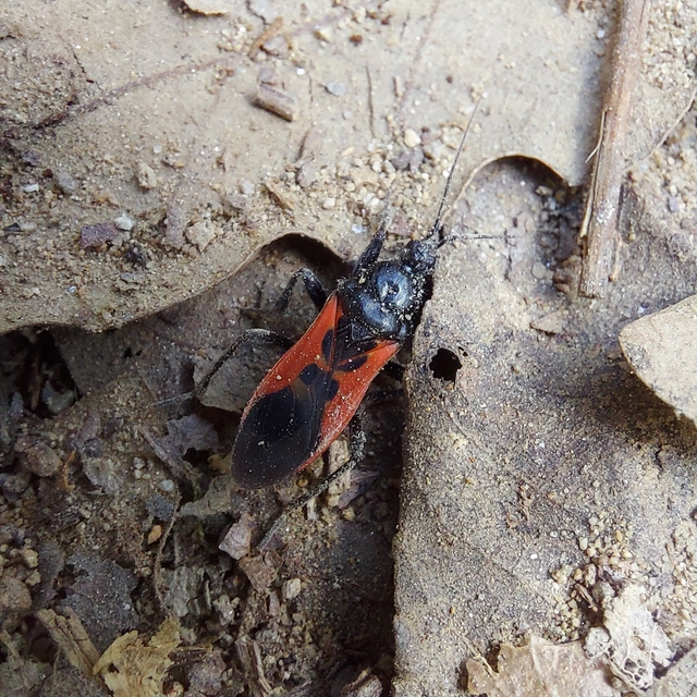 Peirates hybridus - foltos rablópoloska