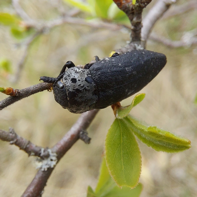 Capnodis tenebrionis - kökény-tükrösdíszbogár