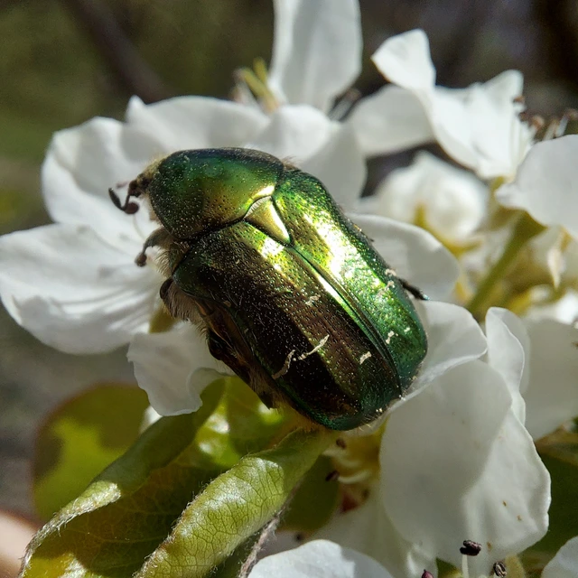 Cetonia aurata - aranyos virágbogár