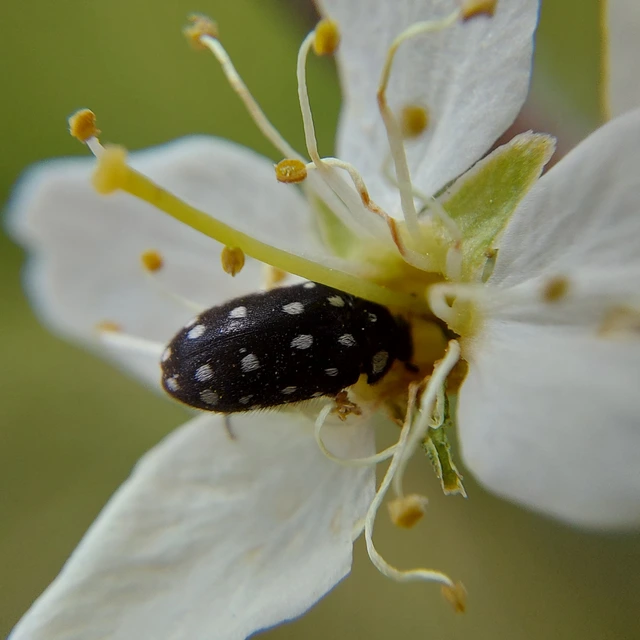 Lanorus punctatus - sokpettyes szűcsbogár
