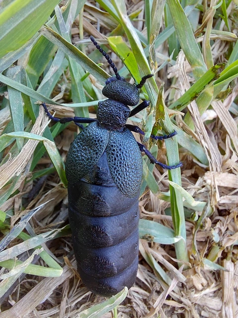 Meloe cicatricosus - óriásnünüke