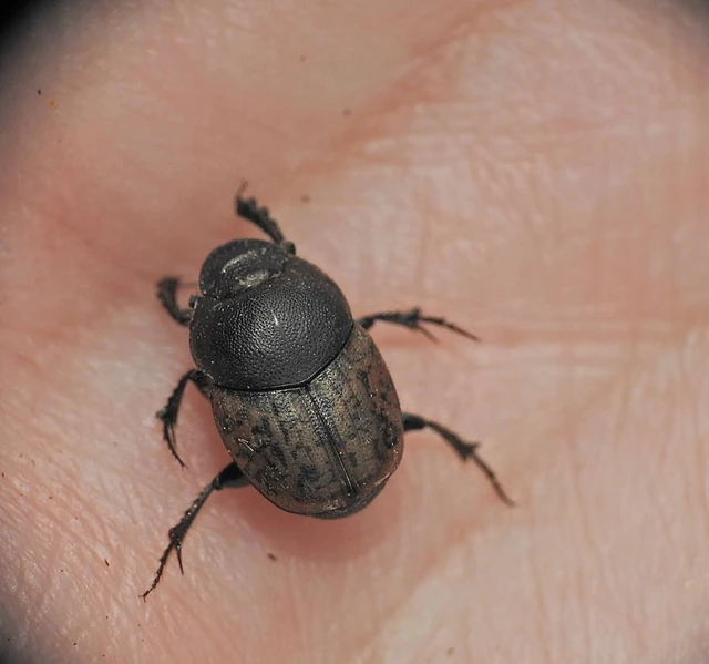 Onthophagus fracticornis - bronzos trágyatúró