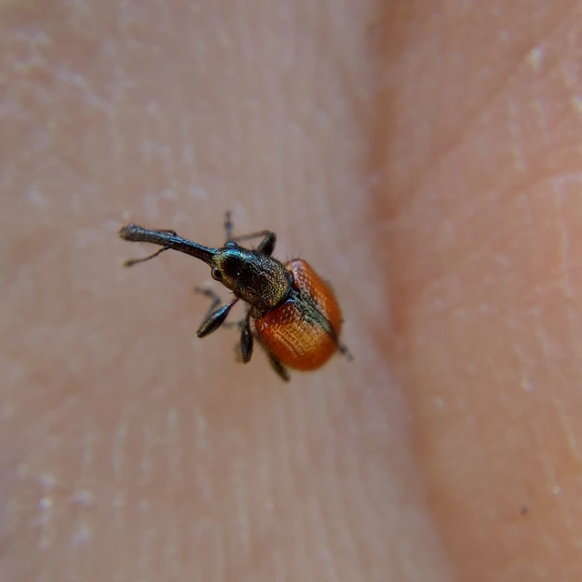 Tatianaerhynchites aequatus - piros kökényeszelény