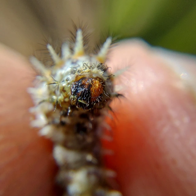 Melitaea trivia - kis tarkalepke