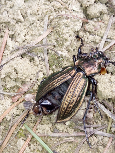 Carabus ulrichii - rezes futrinka Carabus ulrichii - rezes futrinka
