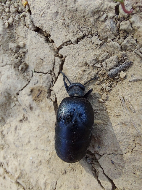 Meloe scabriusculus - érdes nünüke