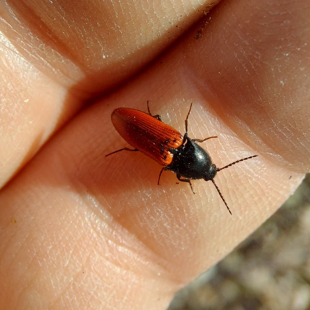 Ampedus