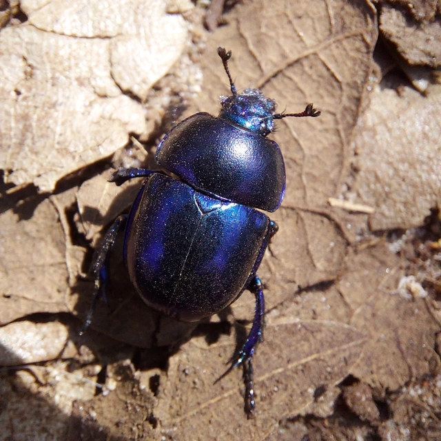 Trypocopris vernalis - tavaszi álganéjtúró