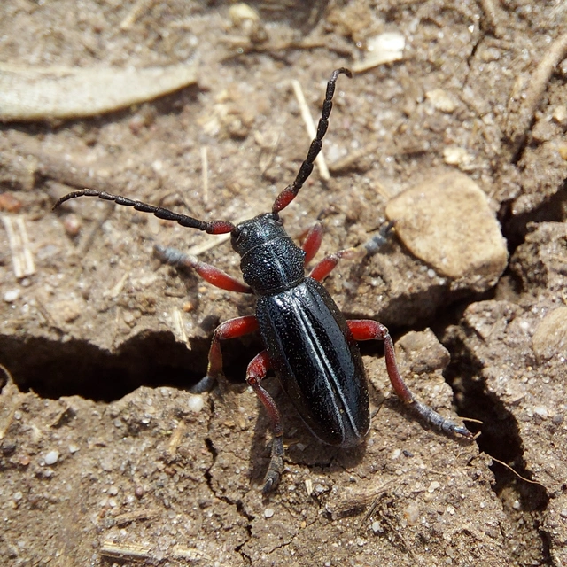 Dorcadion pedestre - kétsávos gyalogcincér