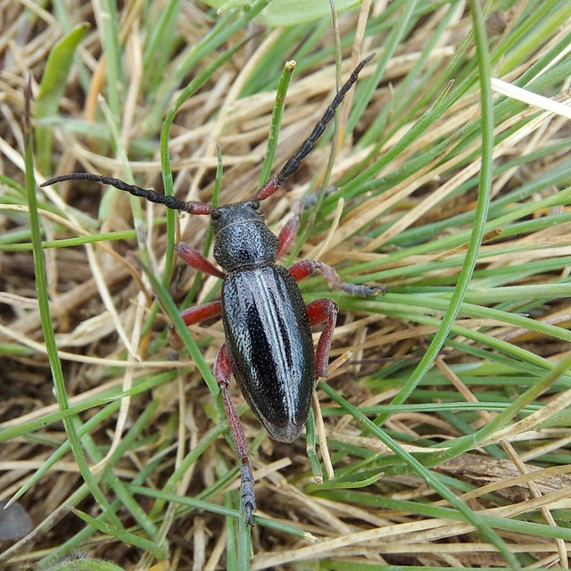 Dorcadion pedestre - kétsávos gyalogcincér