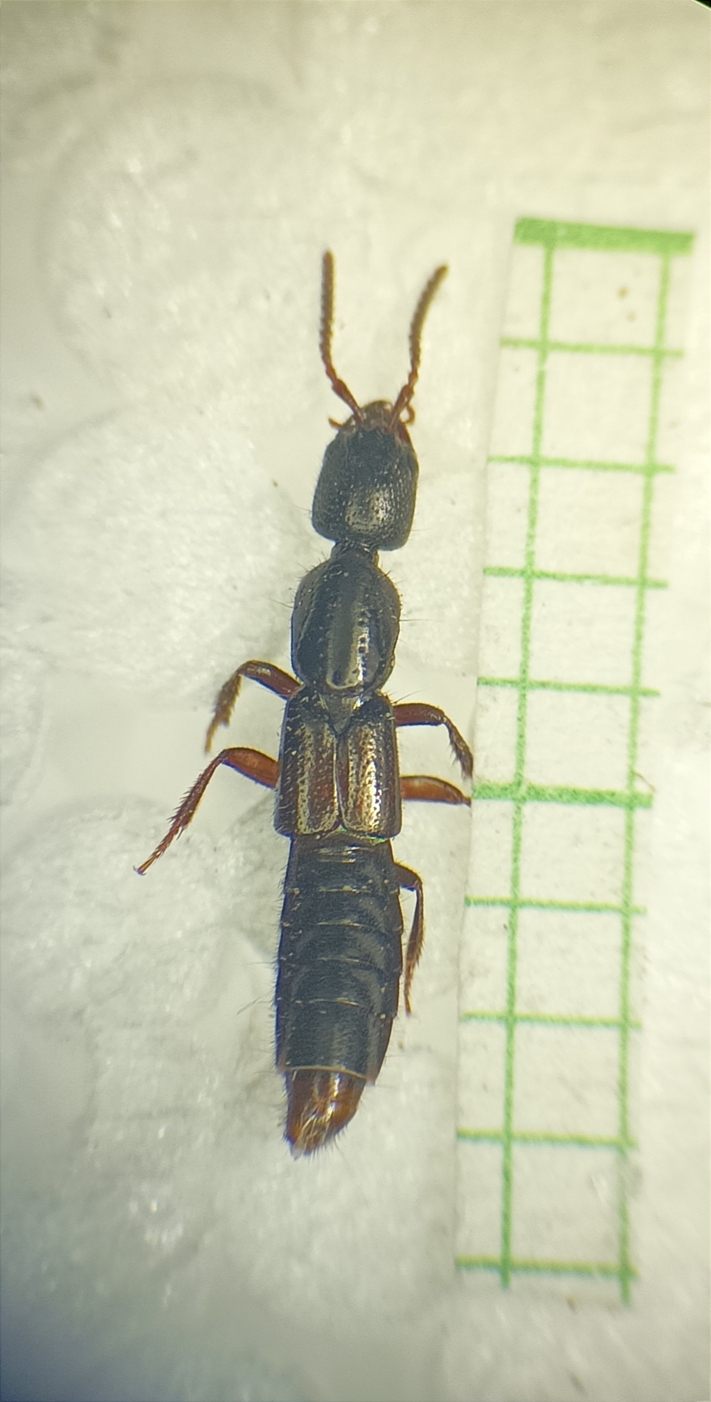 Gyrohypnus angustatus - recéshátú rovátkásholyva