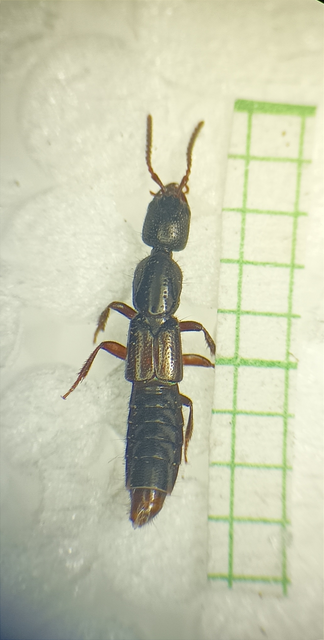 Gyrohypnus angustatus - recéshátú rovátkásholyva