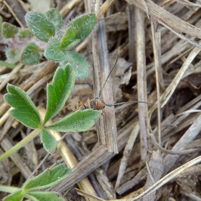 Phytoecia argus - árgusszemű cincér