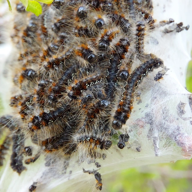 Eriogaster catax - sárga gyapjasszövő