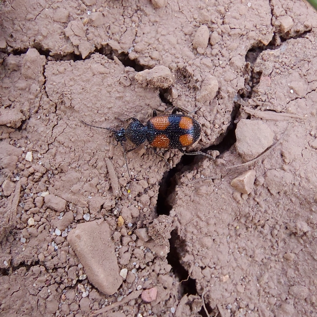 Panagaeus bipustulatus - kis keresztesfutó