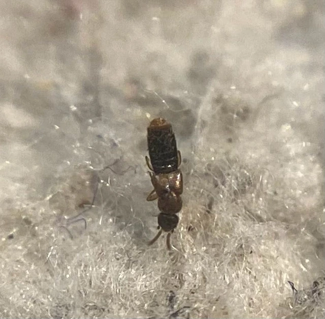 Amischa decipiens - barnás trapézfejűholyva
