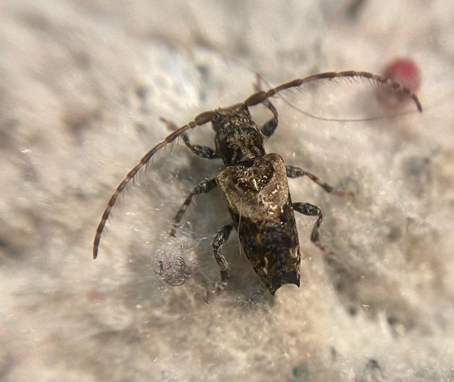 Pogonocherus hispidus - kéttövises ecsetcincér