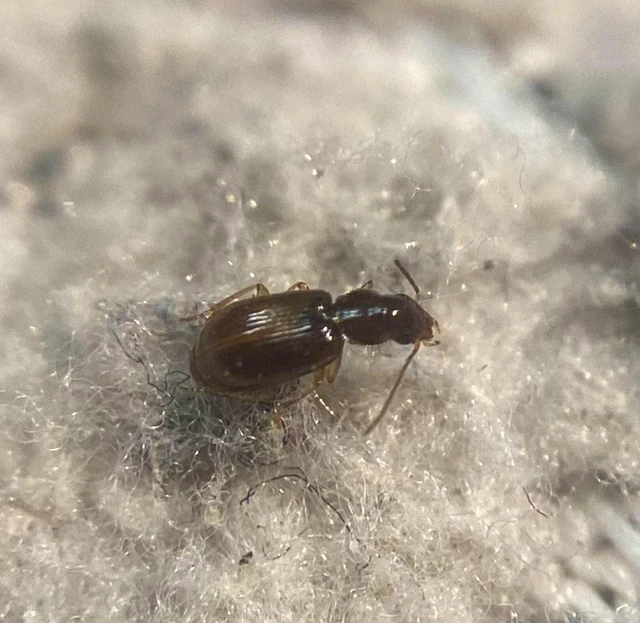 Acupalpus suturalis - sárgavarratú törpefutonc