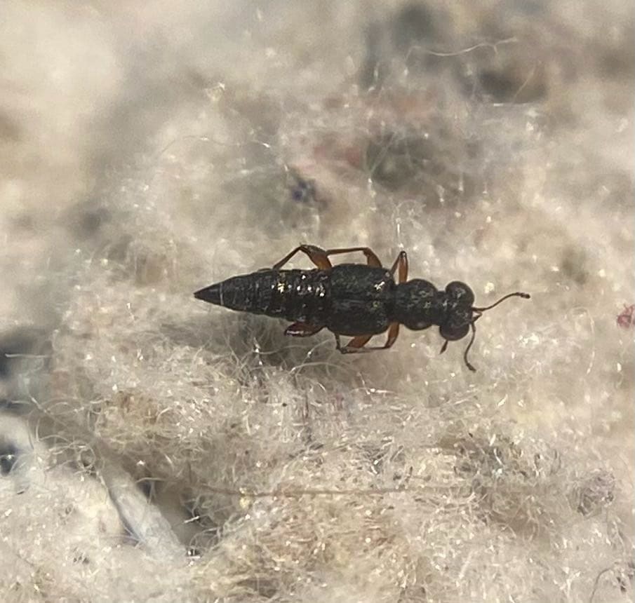 Stenus pumilio