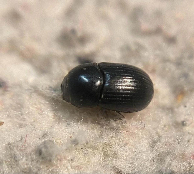 Agrilinus ater