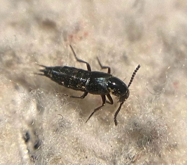 Philonthus fumarius - kormos ganajholyva