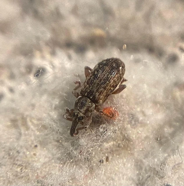 Dorytomus hirtipennis - szőrös hangormányos