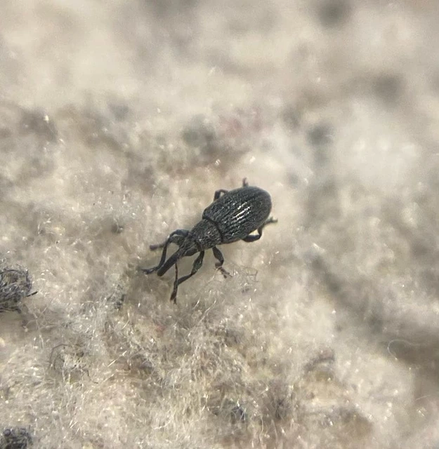 Catapion seniculus - lóhereszár-cickányormányos Catapion seniculus - lóhereszár-cickányormányos