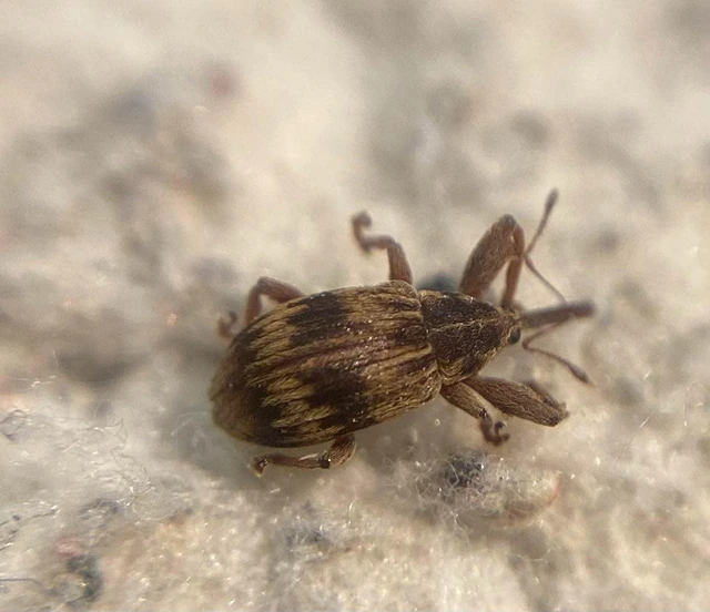 Anthonomus rectirostris - meggymaglikasztó Anthonomus rectirostris - meggymaglikasztó
