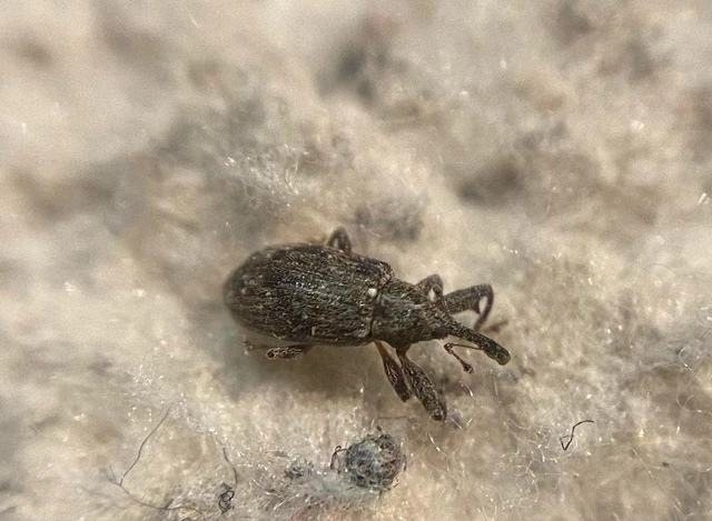 Anthonomus pomorum - alma-bimbólikasztó Anthonomus pomorum - alma-bimbólikasztó