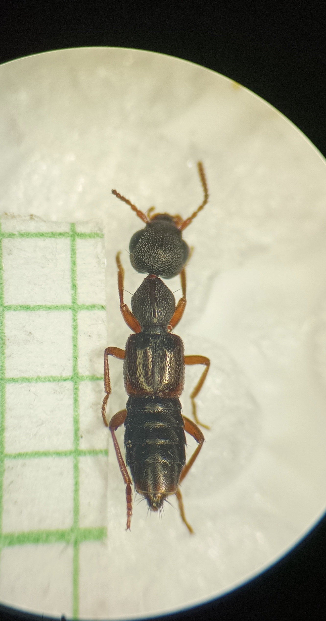 Rugilus mixtus