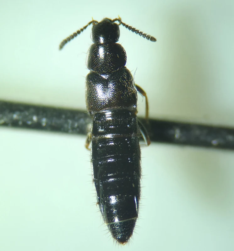 Aleochara sparsa - közönséges fürkészholyva