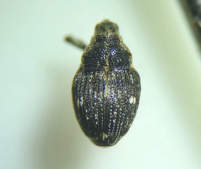 Nedyus quadrimaculatus - közönséges csalánormányos