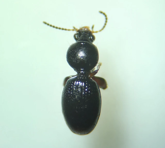 Dyschirius globosus - apró ásófutó