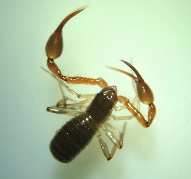 Pseudoscorpionida - Álskorpiók