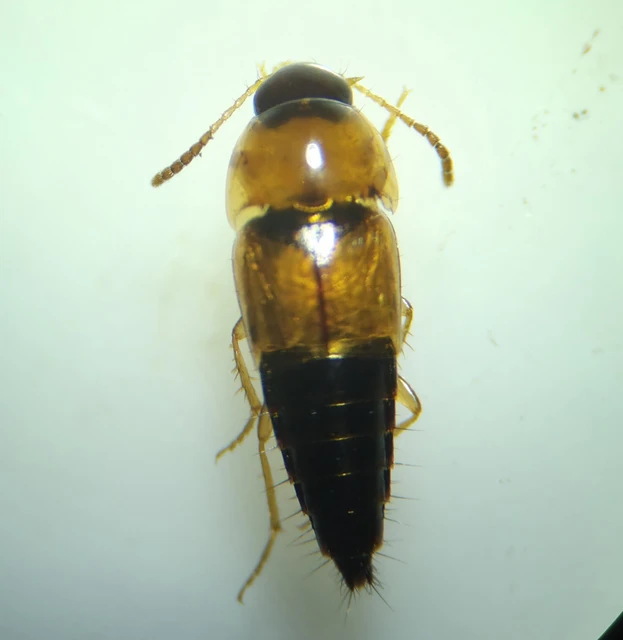 Tachyporus solutus - vöröshátú kószaholyva